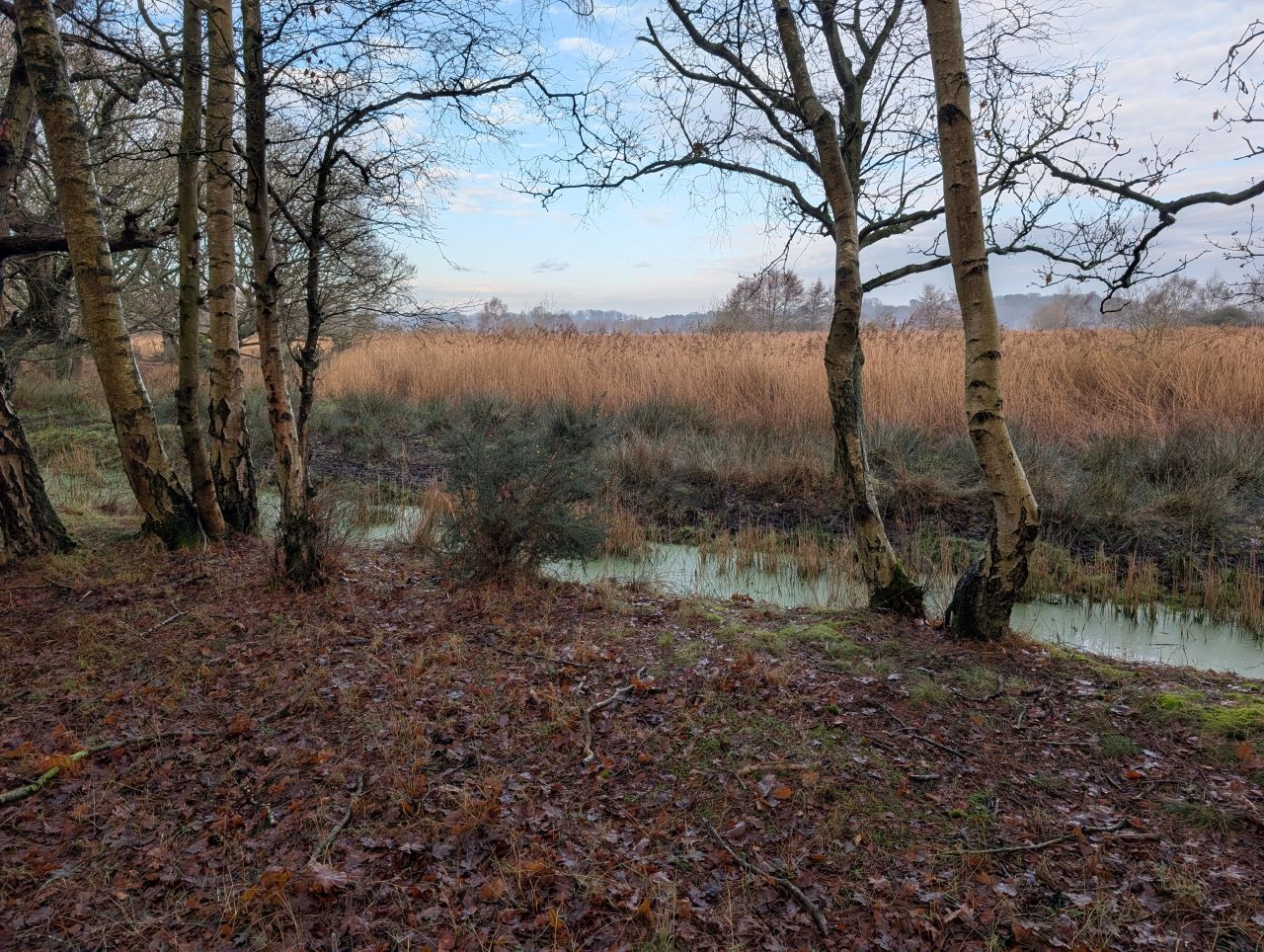 2026-01-18 02 Dunwich Forest.jpg