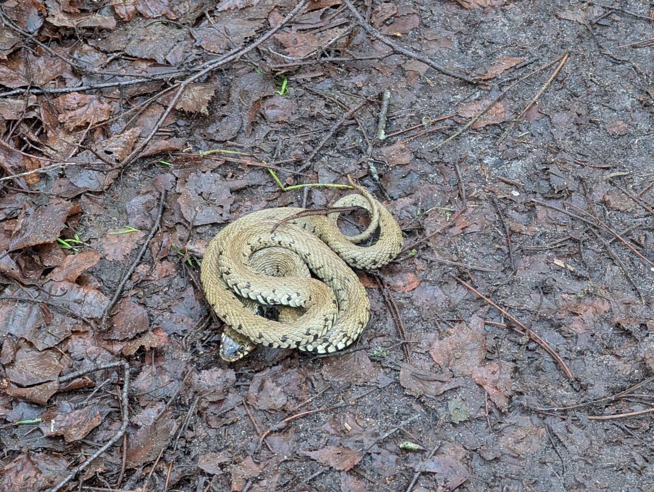 2026-01-18 06 Grass Snake Natrix helvetica.jpg