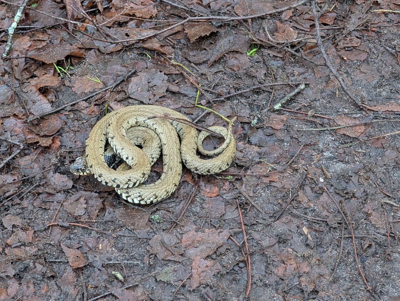 2026-01-18 07 Grass Snake Natrix helvetica.jpg