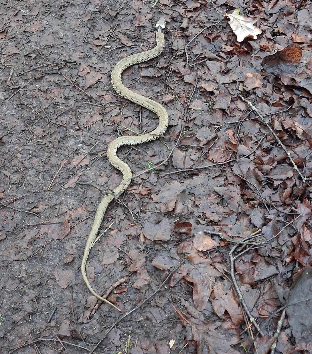 2026-01-18 08 Grass Snake Natrix helvetica.jpg