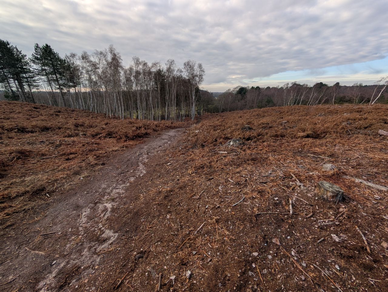 2026-01-18 09 Dunwich Forest.jpg
