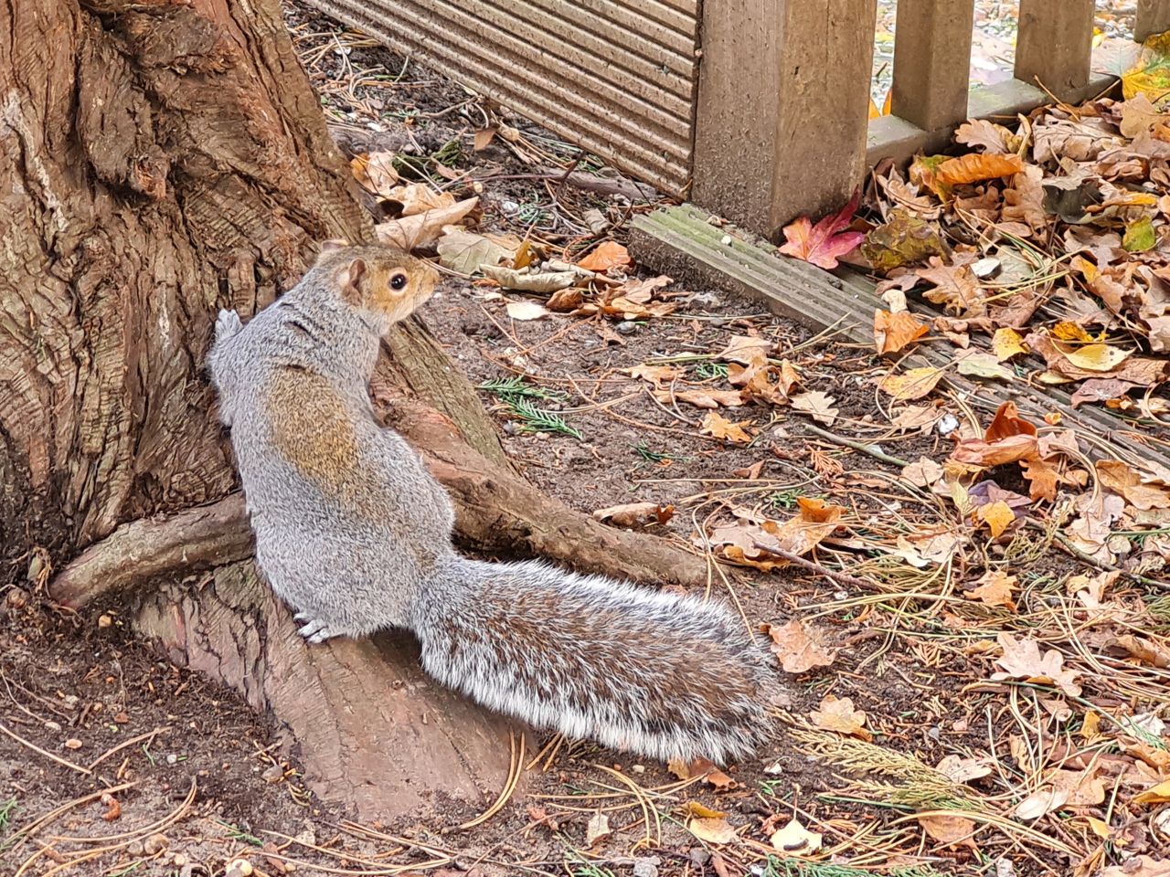 2024-11-29 11 Normanston Park and Gull Wing.jpg