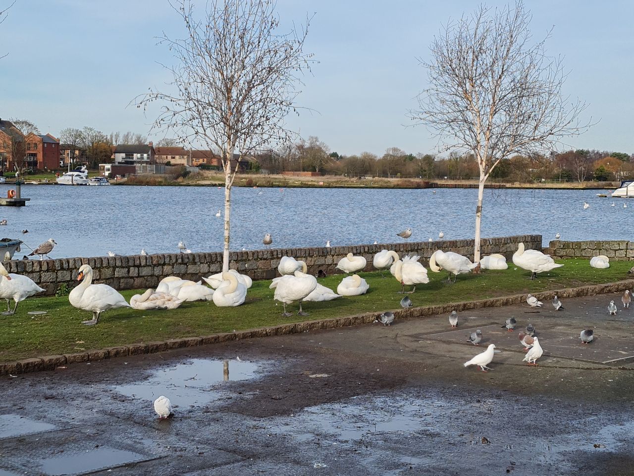 2024-11-29 13 Normanston Park and Gull Wing.jpg