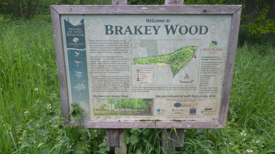2020-05-14 07 Brakey Wood.jpg