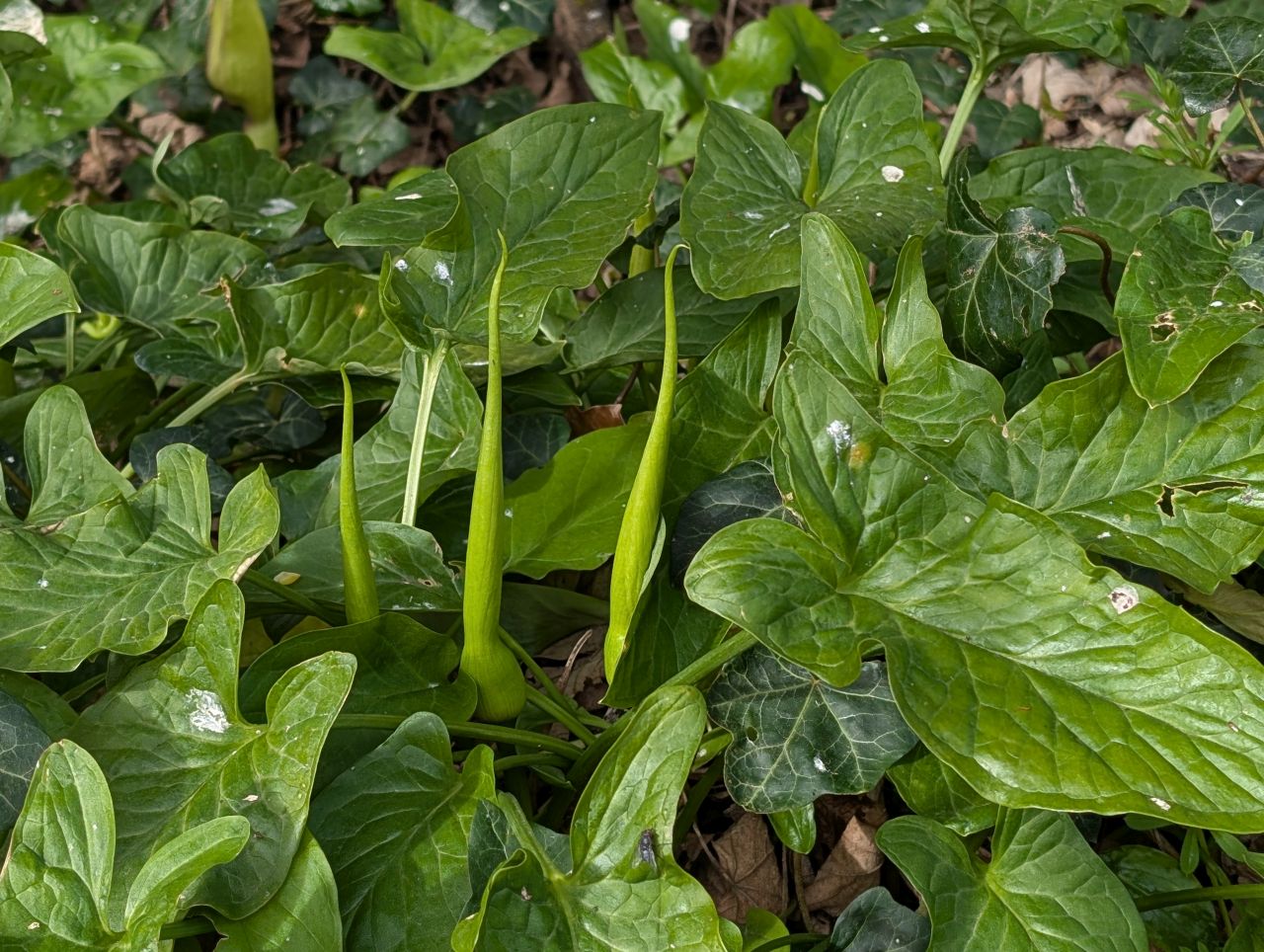 2026-04-15 06 Arum Maculatum.jpg