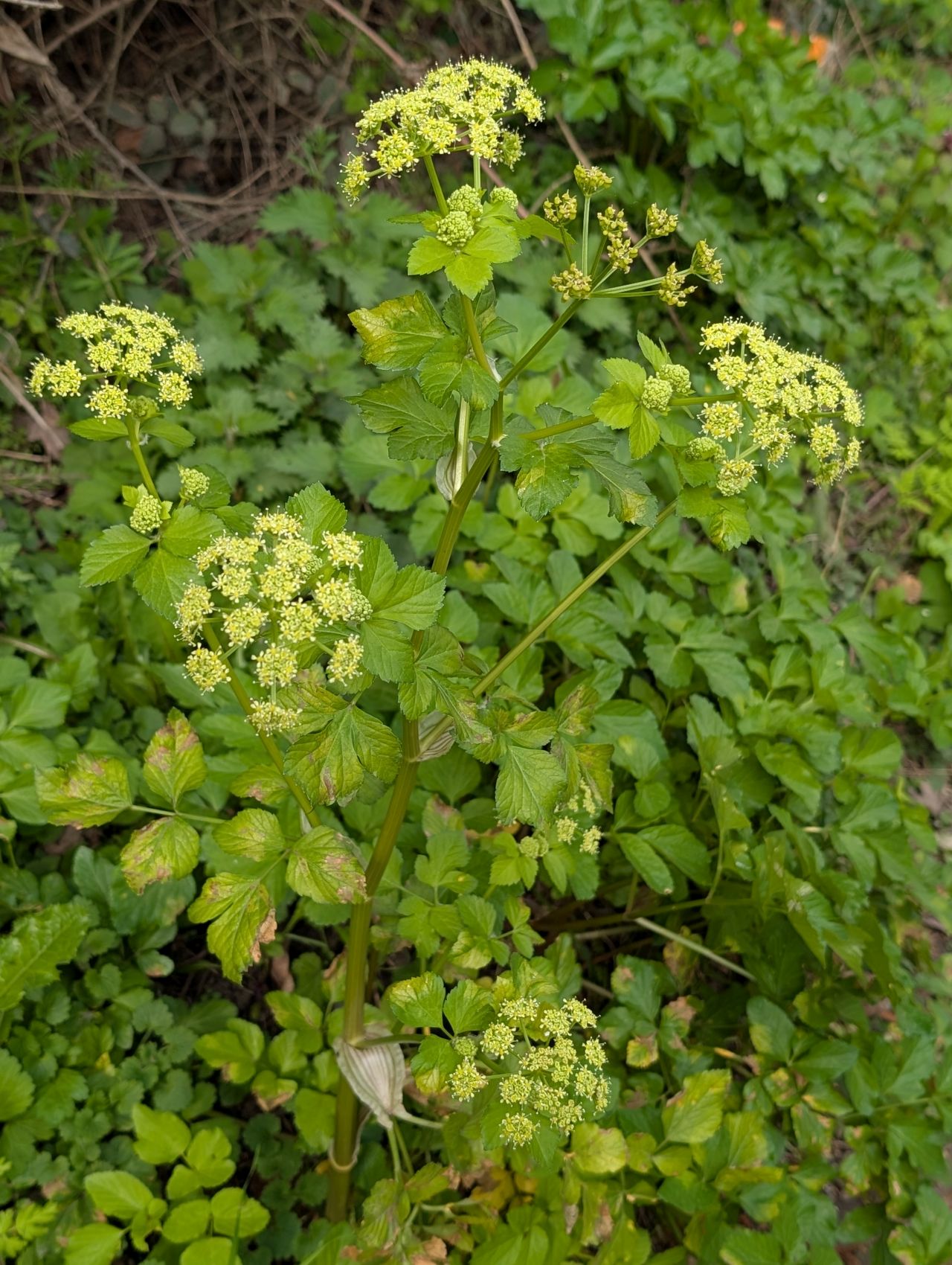 2026-04-15 07 Alexanders.jpg