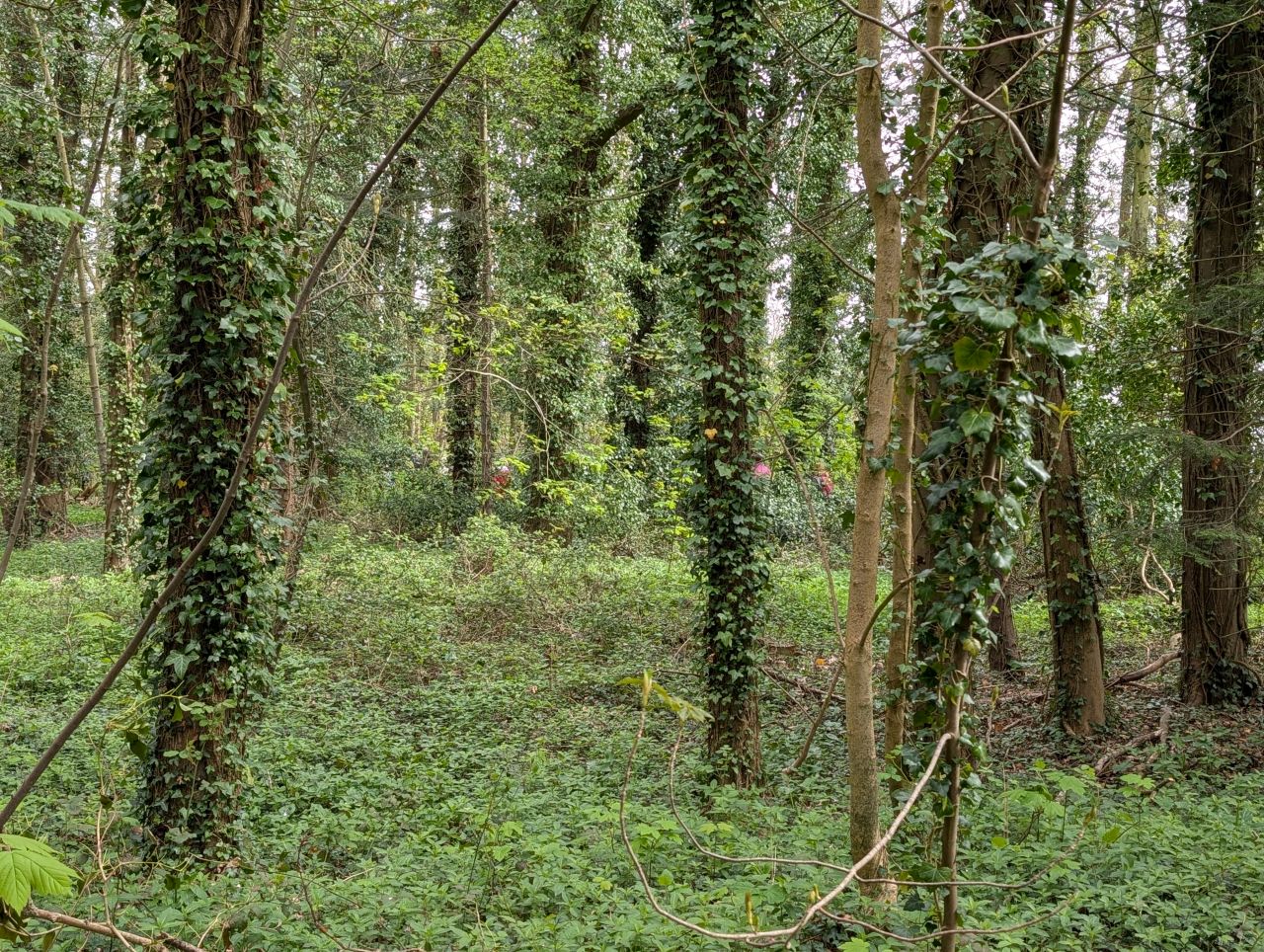 2026-04-15 10 Wangford Plough Walk.jpg