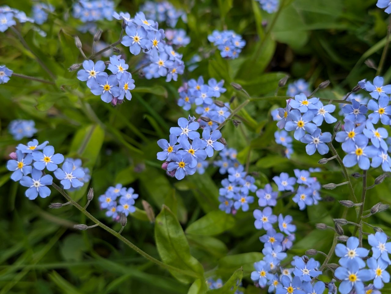 2026-04-15 12 Wangford Plough Walk.jpg