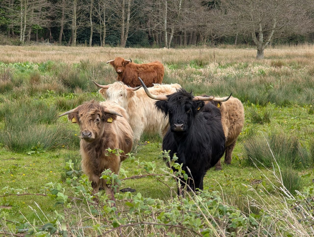 2026-04-15 18 Wangford Plough Walk.jpg