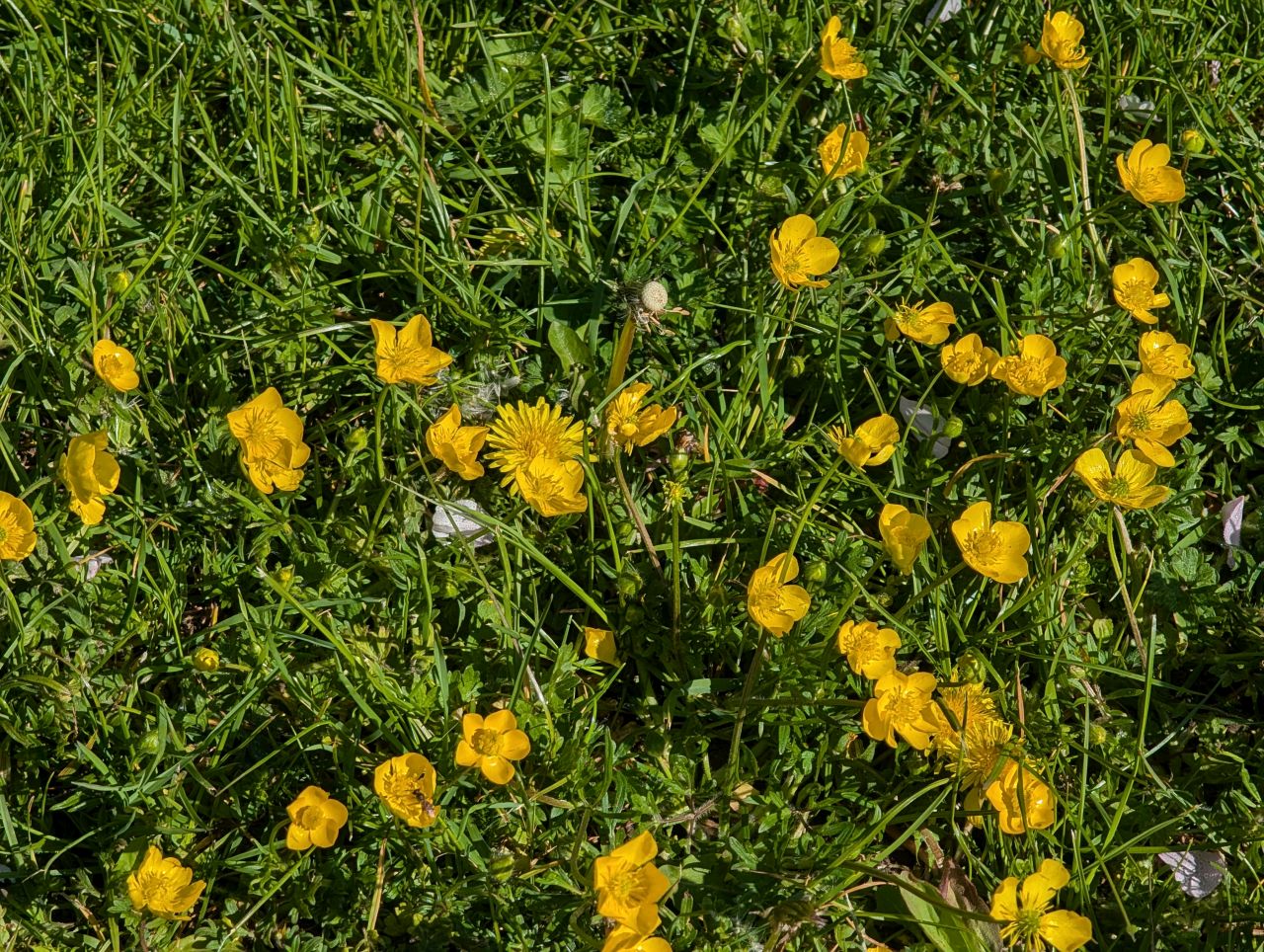 2026-04-22 01 Haddiscoe.jpg