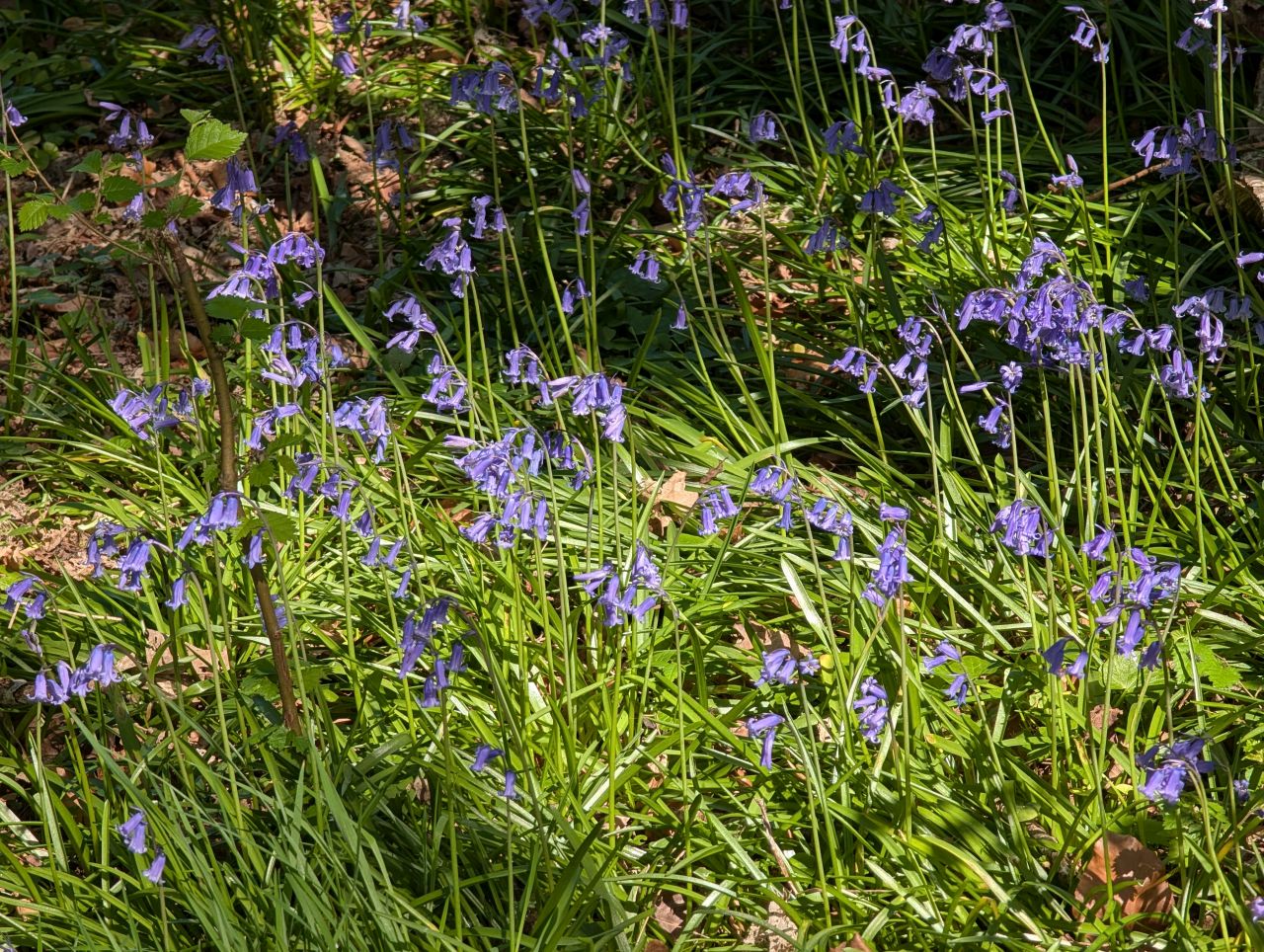 2026-04-22 03 Haddiscoe.jpg