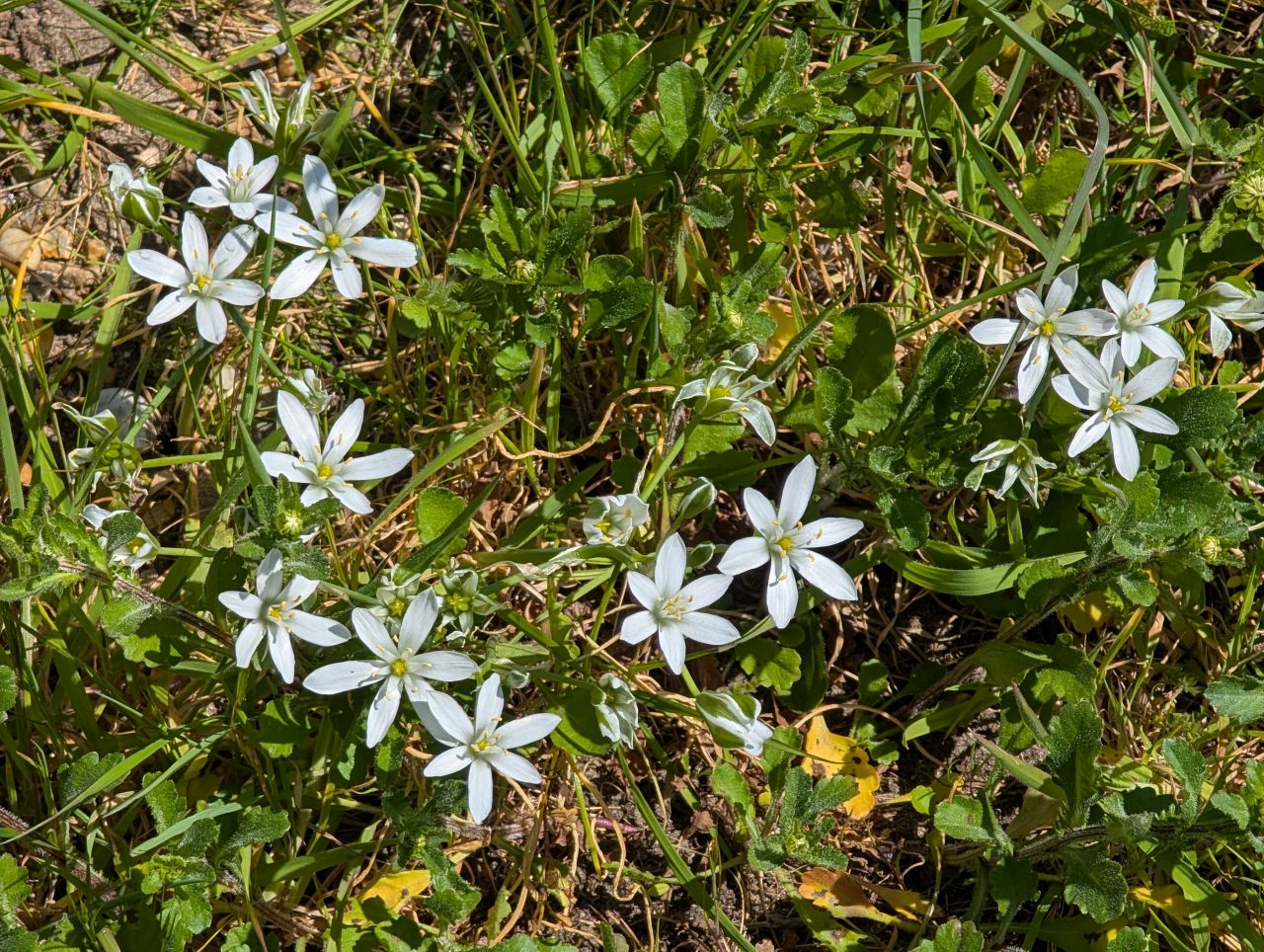 2026-04-22 32 Ornithogalum.jpg