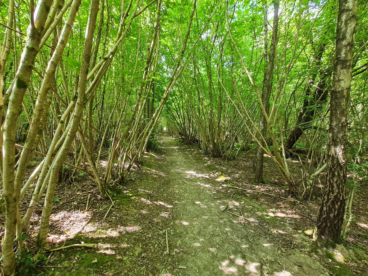 2025-05-15 07 Stansted Park Walk B.jpg