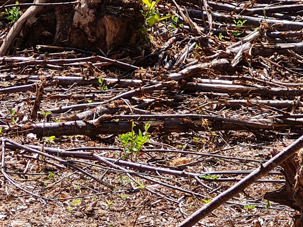 2025-05-15 09 Stansted Park Walk B.jpg