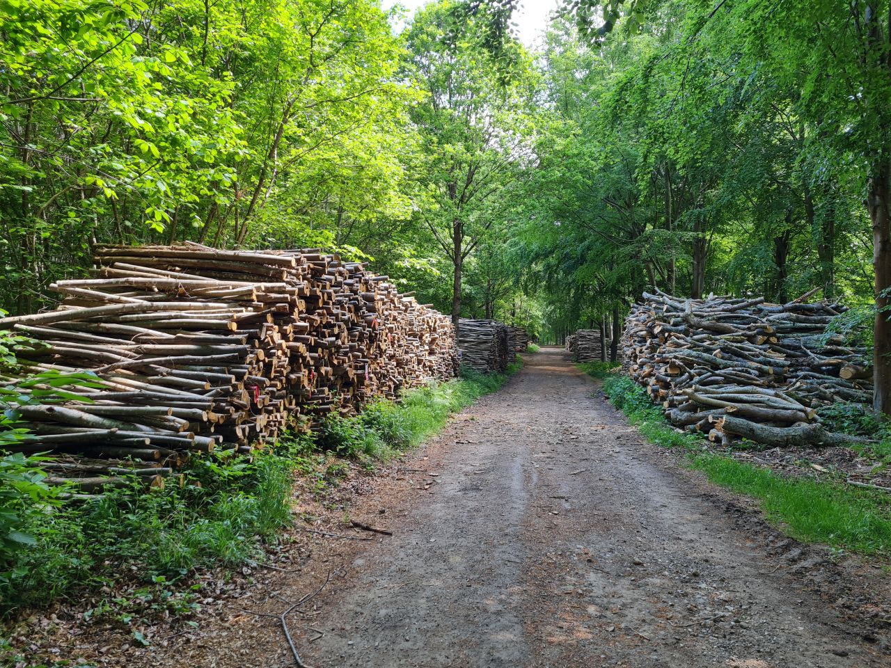 2025-05-15 12 Stansted Park Walk B.jpg