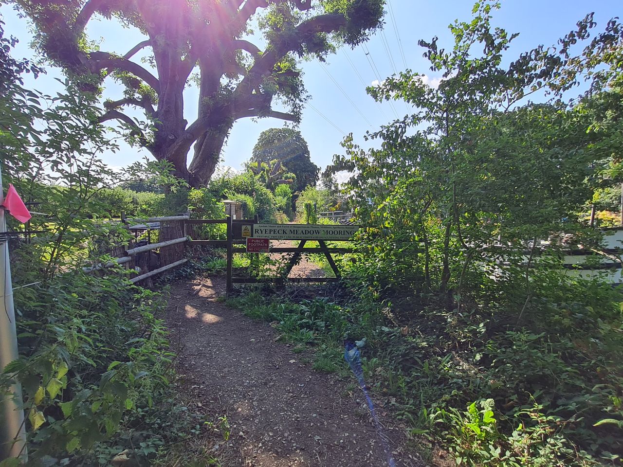 2024-07-27 15 Addlestone Chertsey Walton Thames Path.jpg