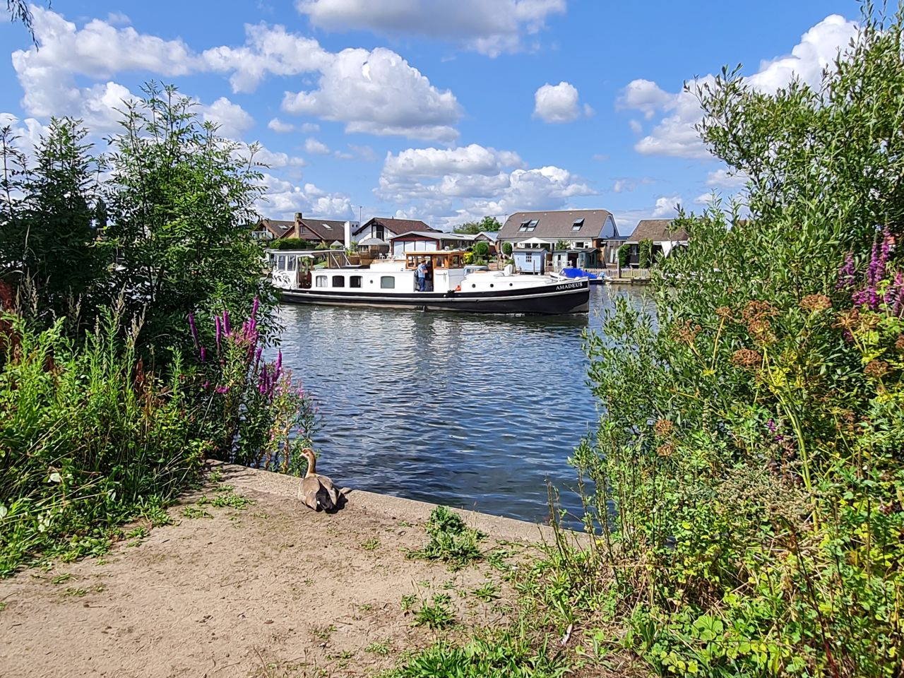 2024-07-27 30 Addlestone Chertsey Walton Thames Path.jpg