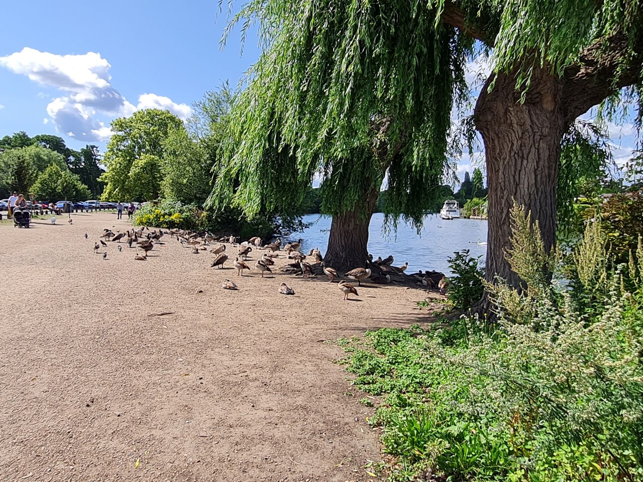 2024-07-27 31 Addlestone Chertsey Walton Thames Path.jpg