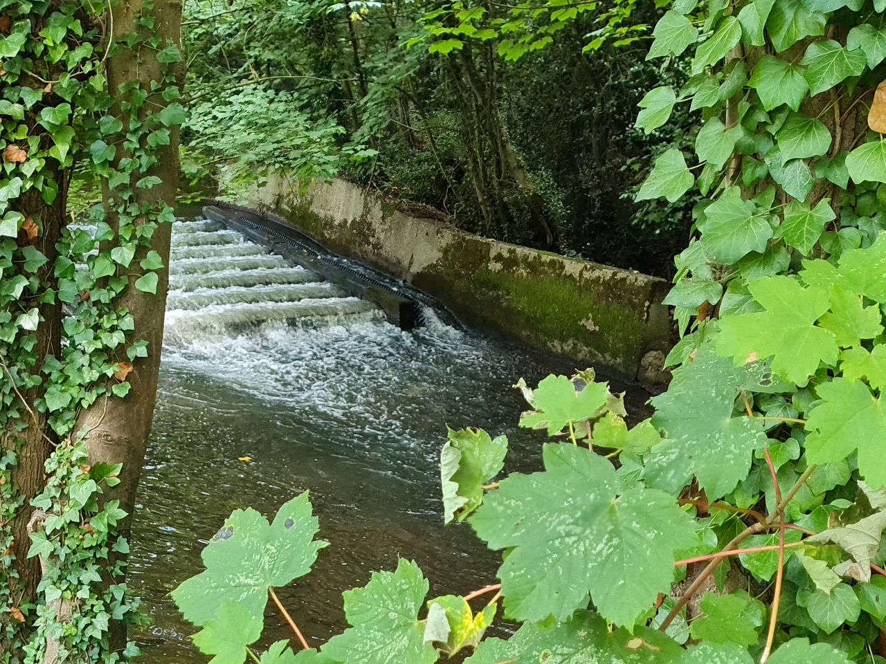 2024-07-27 46 Addlestone Chertsey Walton Thames Path.jpg