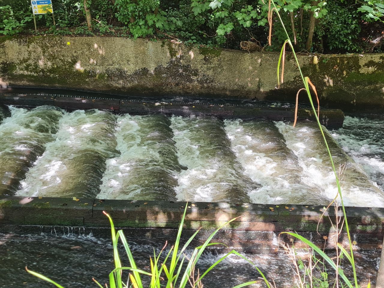 2024-07-27 47 Addlestone Chertsey Walton Thames Path.jpg