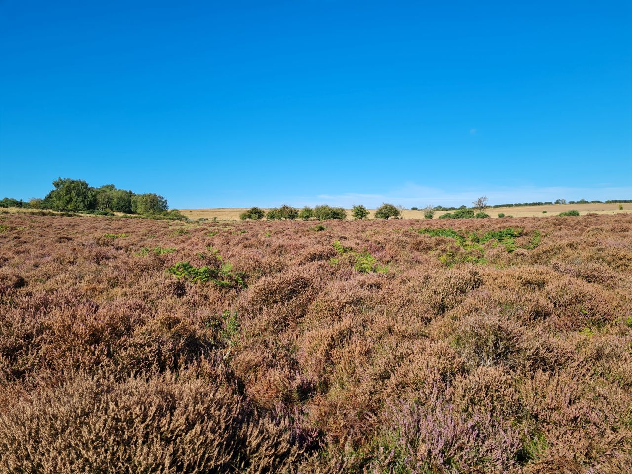 2024-09-12 07 Roydon Common.jpg