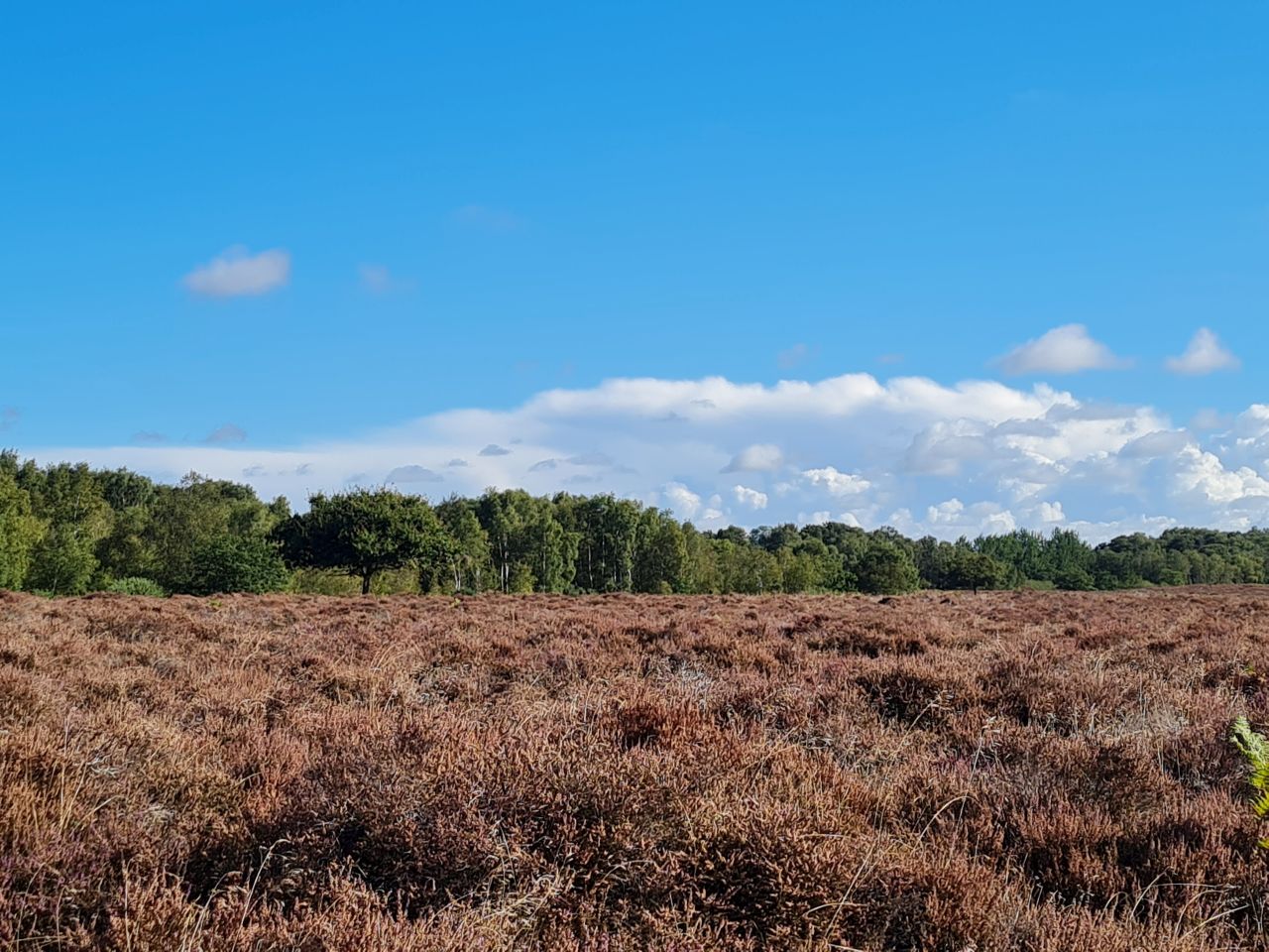 2024-09-12 08 Roydon Common.jpg