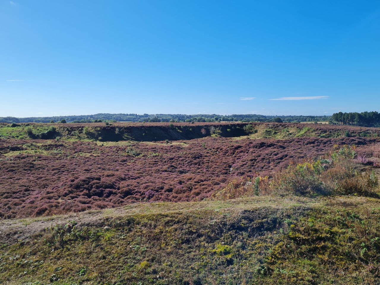 2024-09-12 09 Roydon Common.jpg