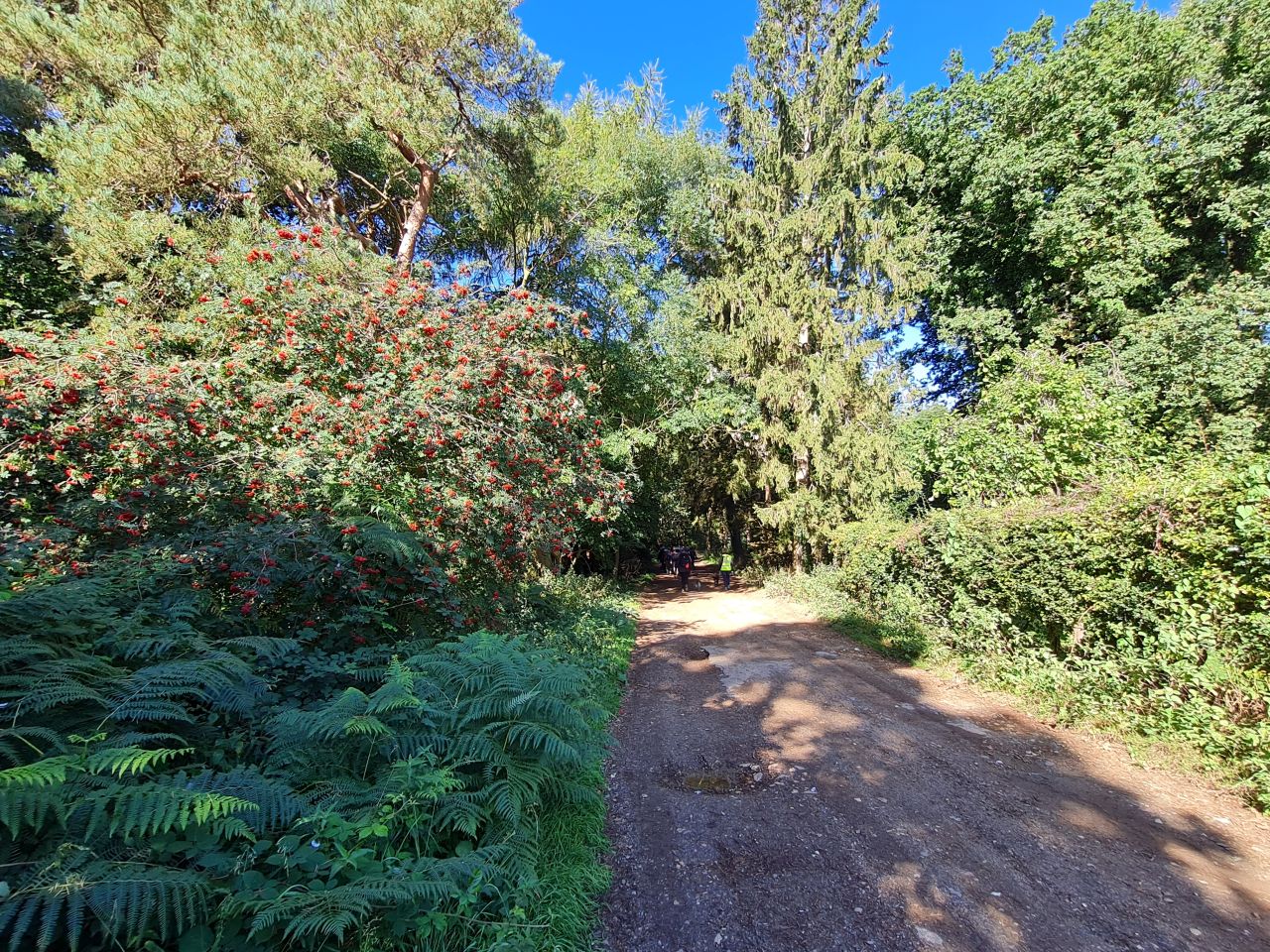 2024-09-12 13 Roydon Common.jpg