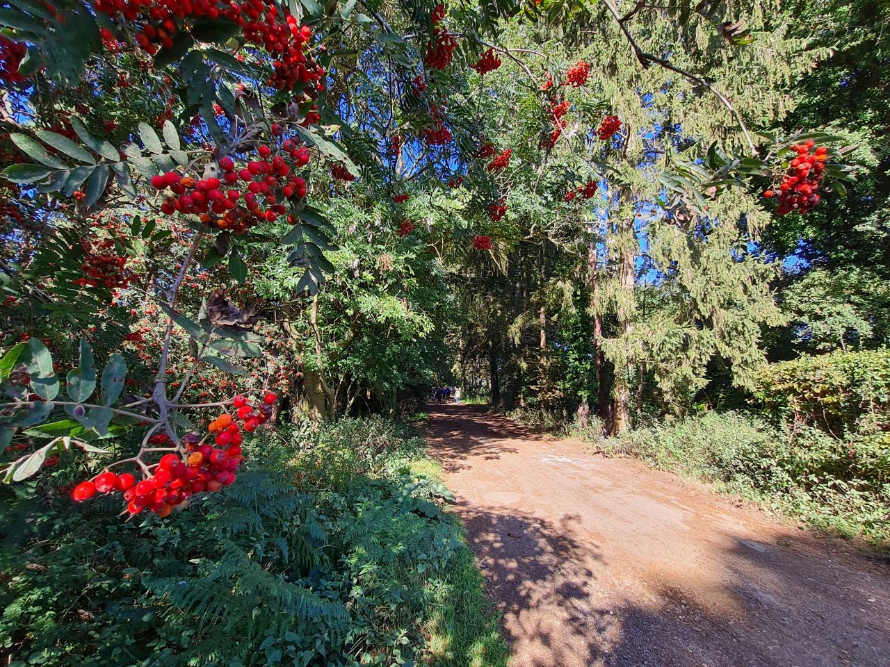 2024-09-12 14 Roydon Common.jpg