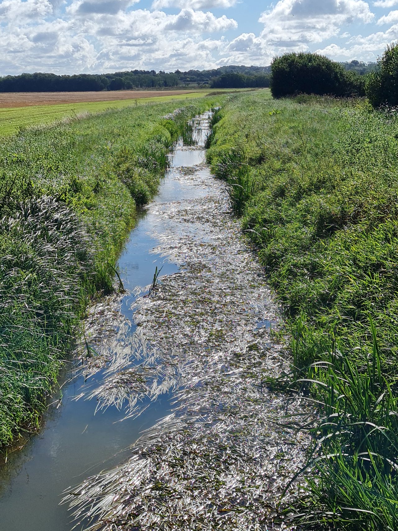 2024-09-12 17 Roydon Common.jpg