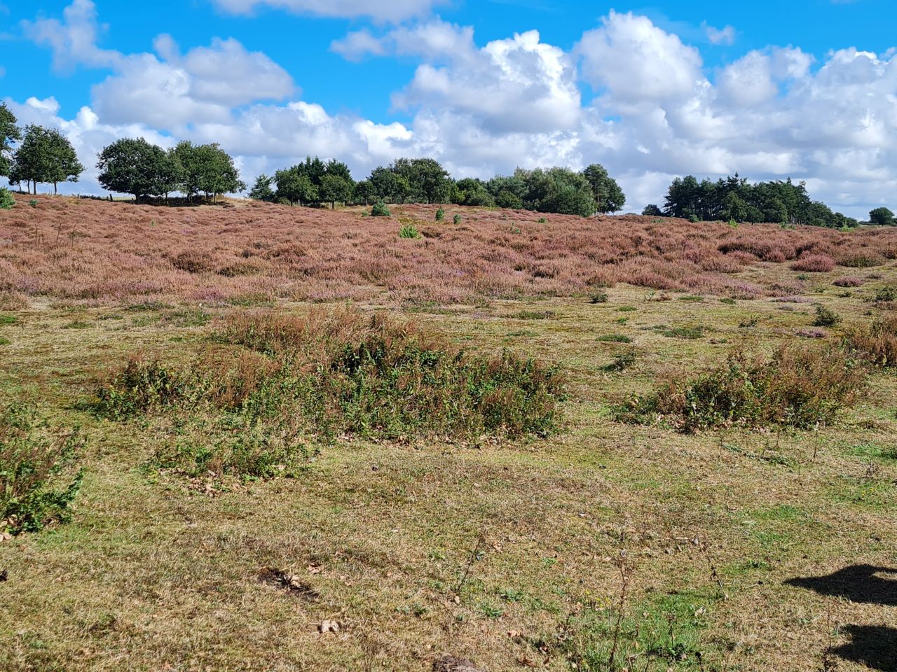 2024-09-12 27 Roydon Common.jpg