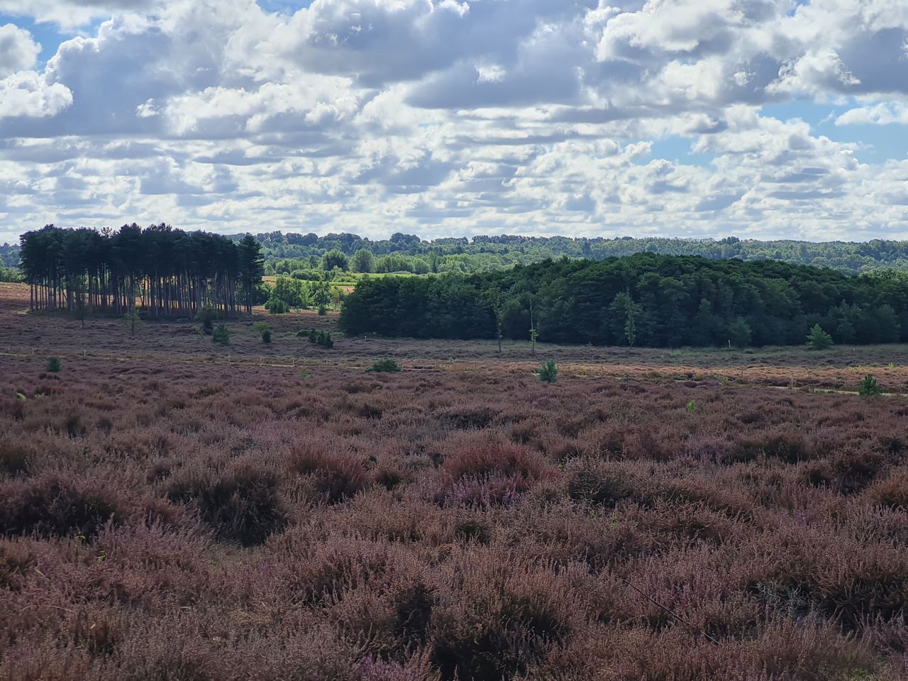 2024-09-12 29 Roydon Common.jpg