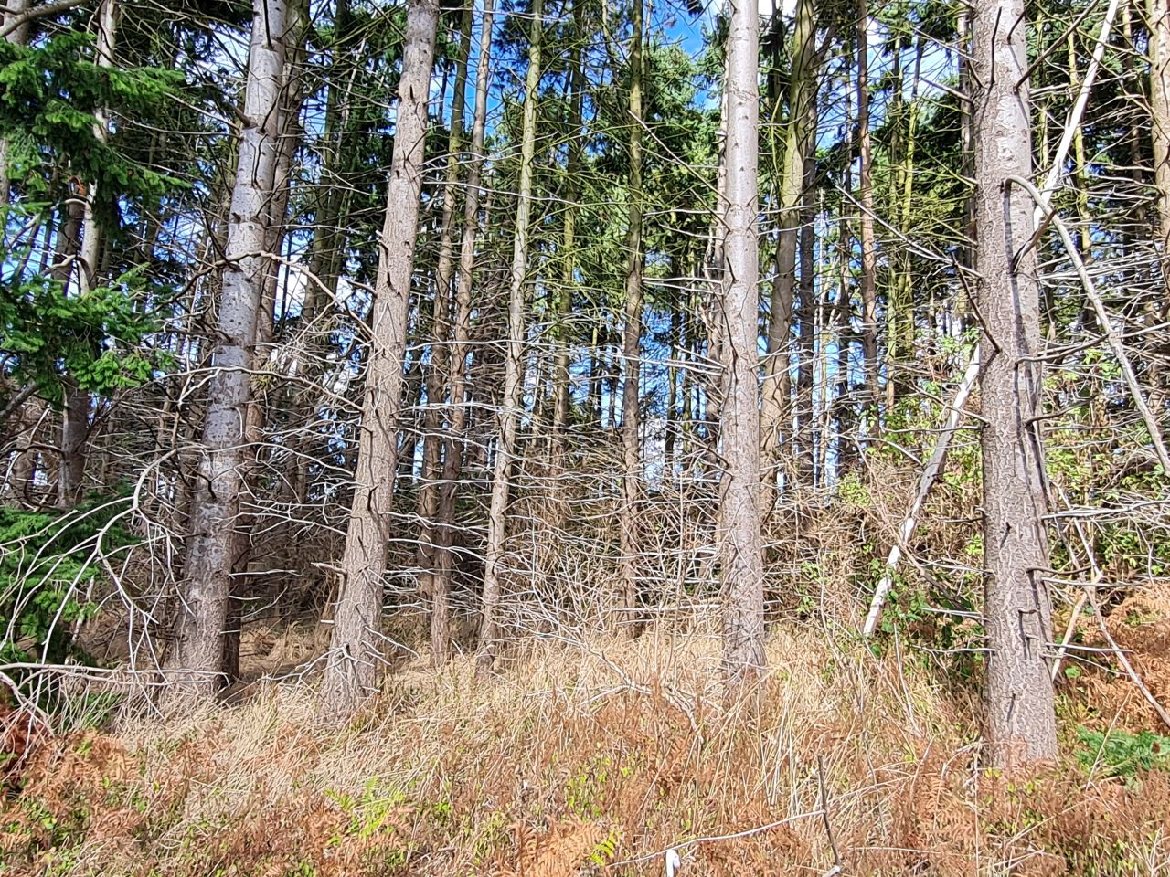 2024-09-12 30 Roydon Common.jpg