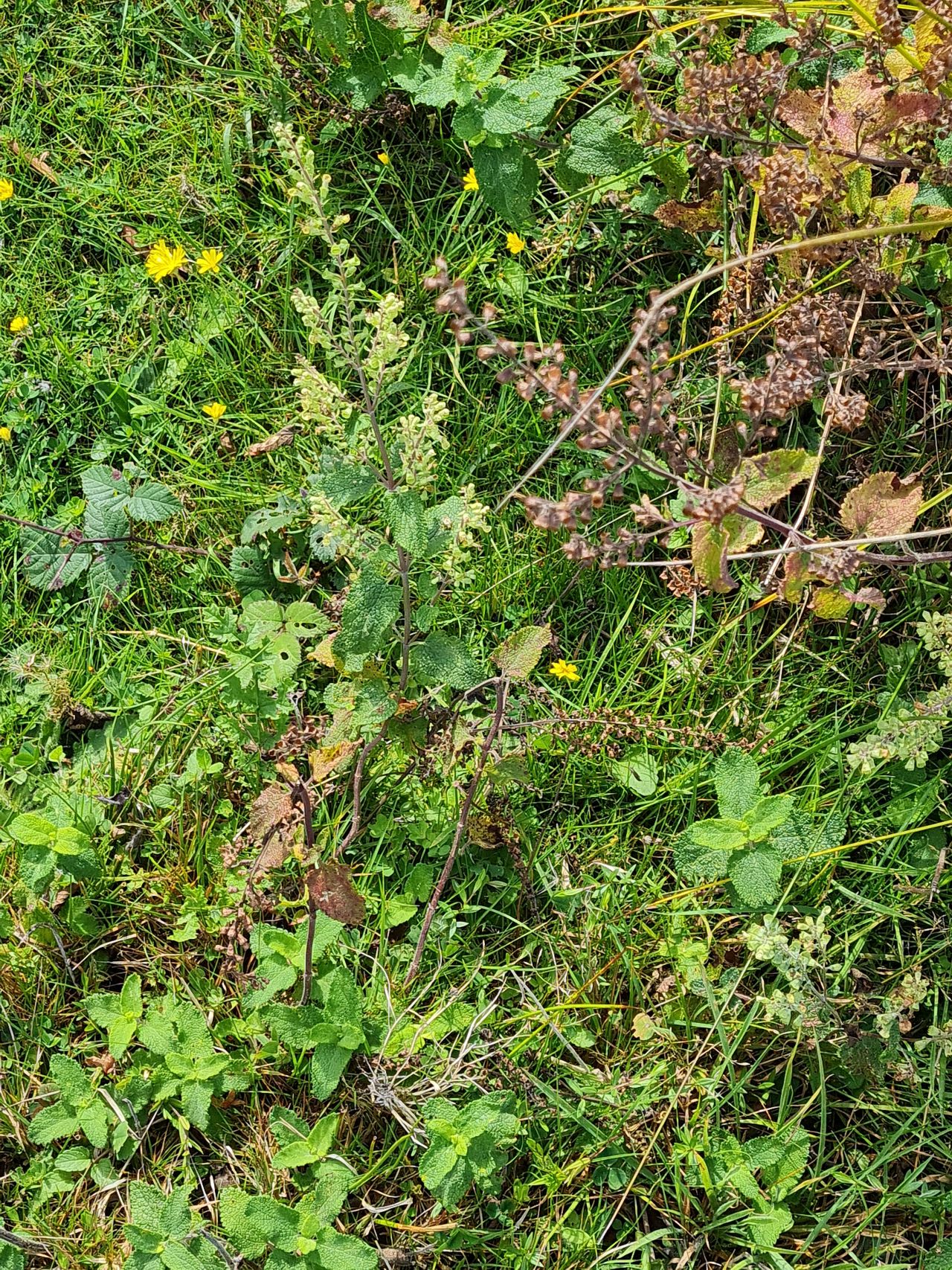 2024-09-12 31 Roydon Common.jpg