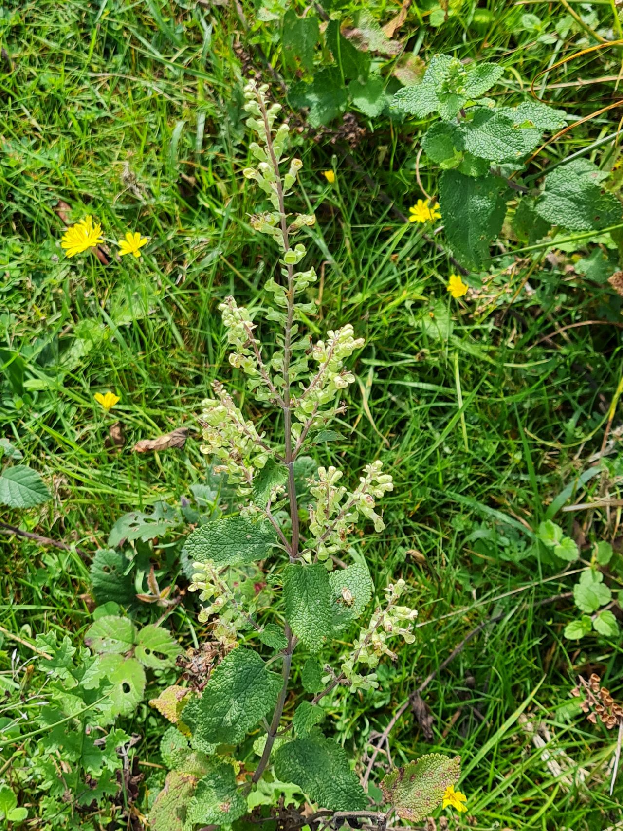 2024-09-12 32 Roydon Common.jpg