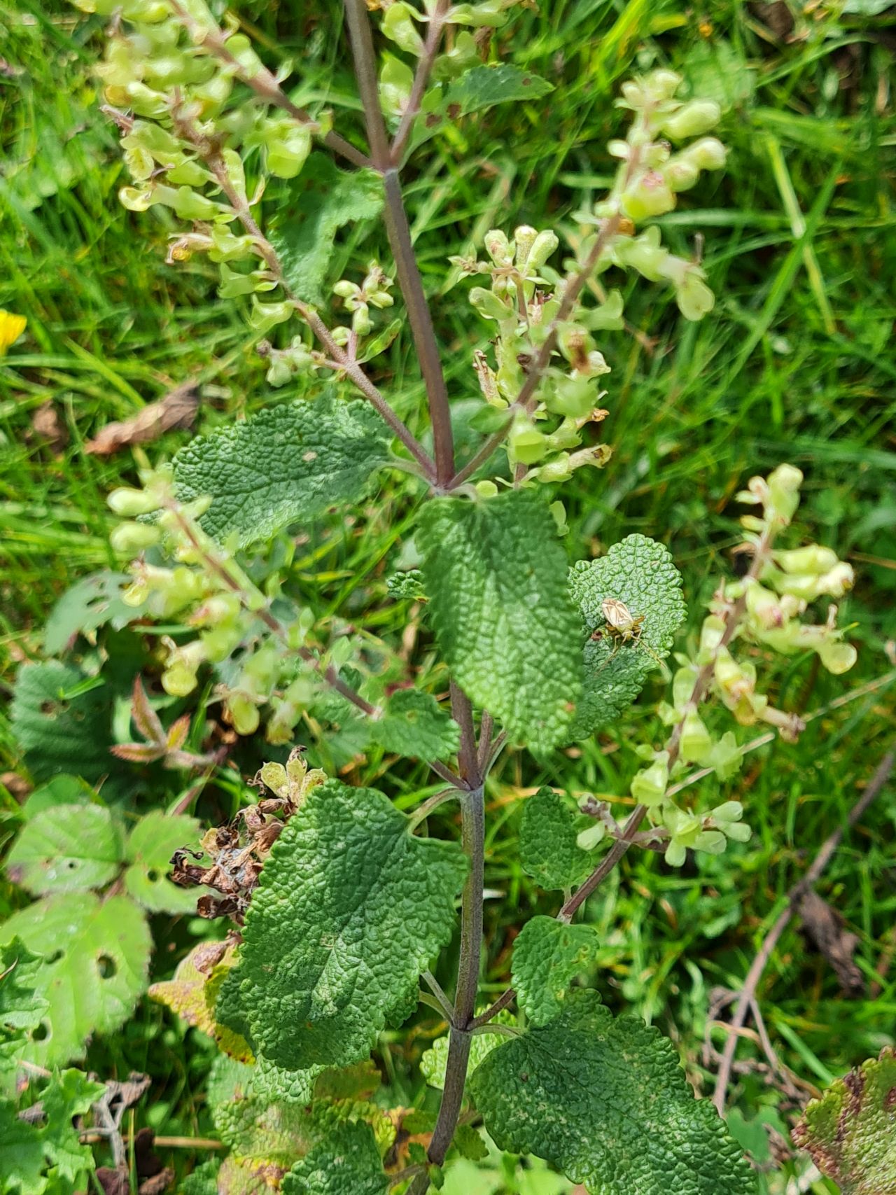 2024-09-12 33 Roydon Common.jpg