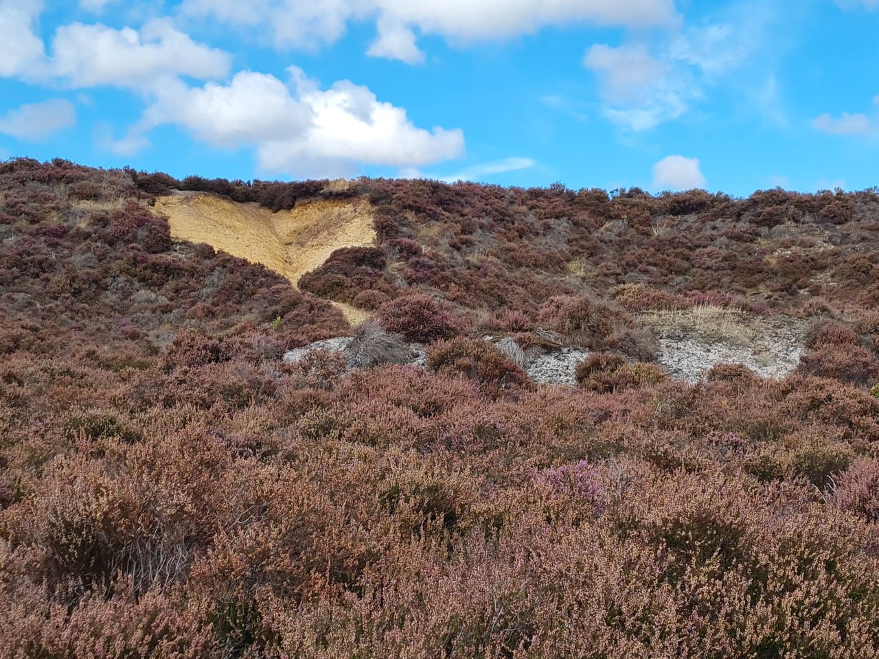 2024-09-12 35 Roydon Common.jpg