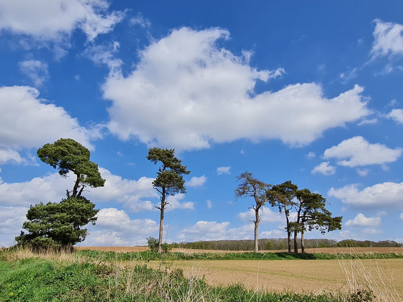 2025-04-13 09 Rickinghall and Thelnetham.jpg