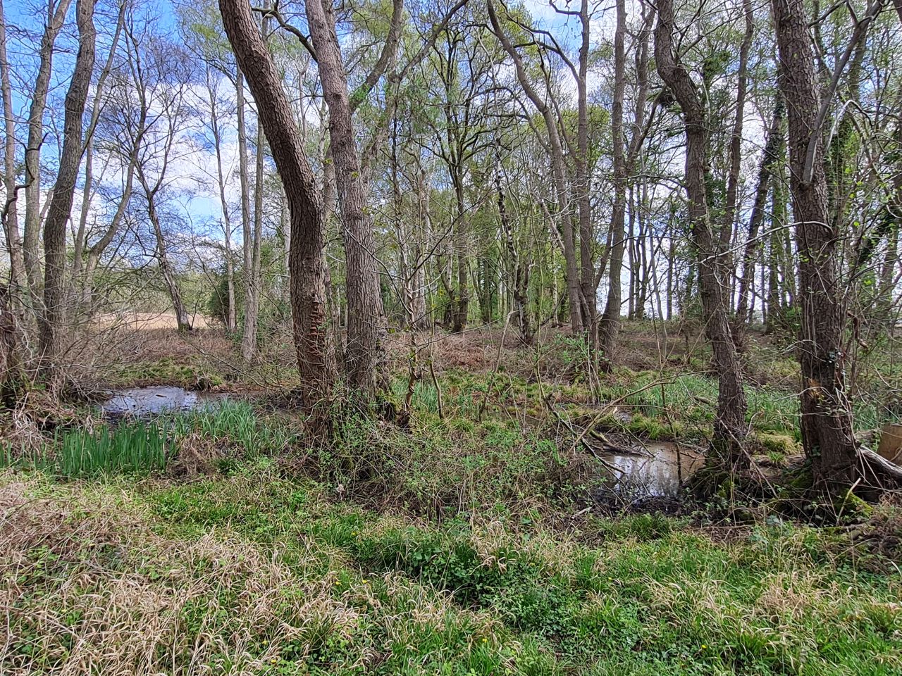 2025-04-13 33 Rickinghall and Thelnetham.jpg