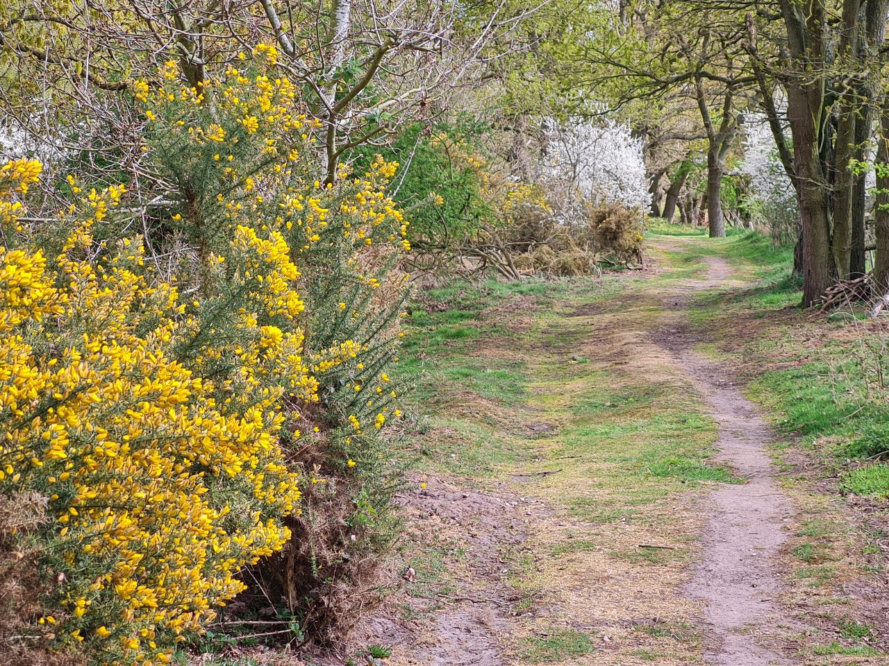 2025-04-13 35 Rickinghall and Thelnetham.jpg