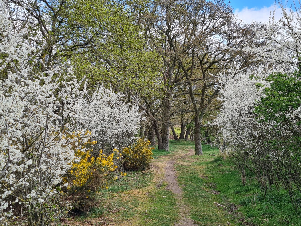 2025-04-13 36 Rickinghall and Thelnetham.jpg