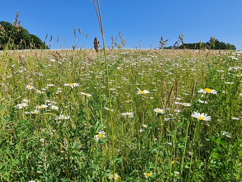 2023-06-15 13 Wensum at High Ash Farm.jpg