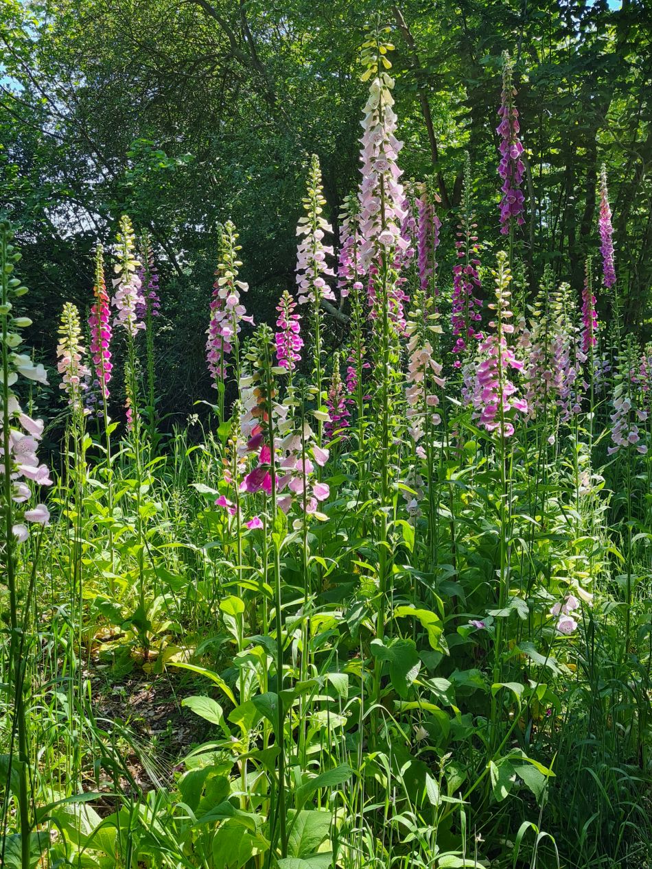 2023-06-15 29 Wensum at High Ash Farm.jpg