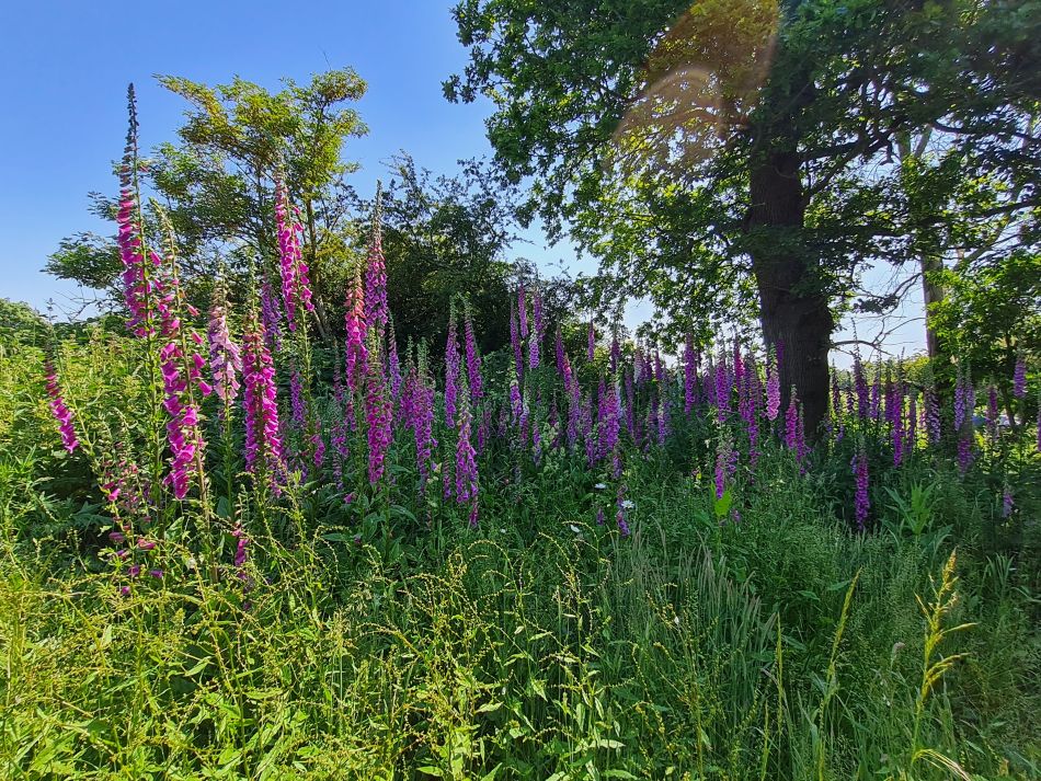 2023-06-15 30 Wensum at High Ash Farm.jpg