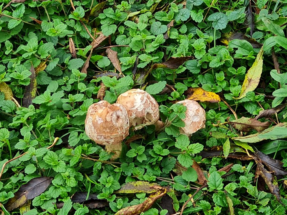 2023-11-05 20 Venta Icenorum.jpg