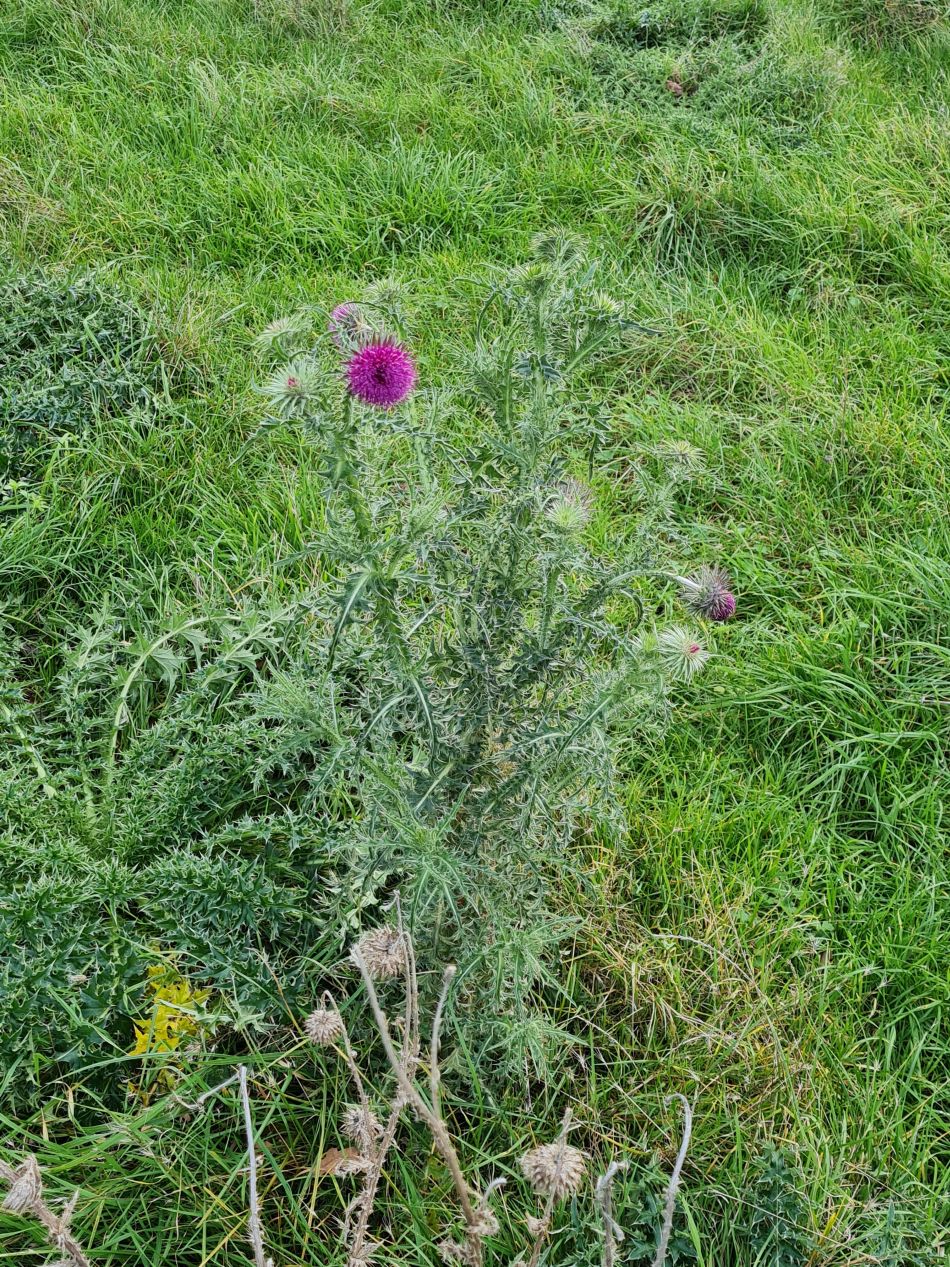 2023-11-05 29 Venta Icenorum.jpg