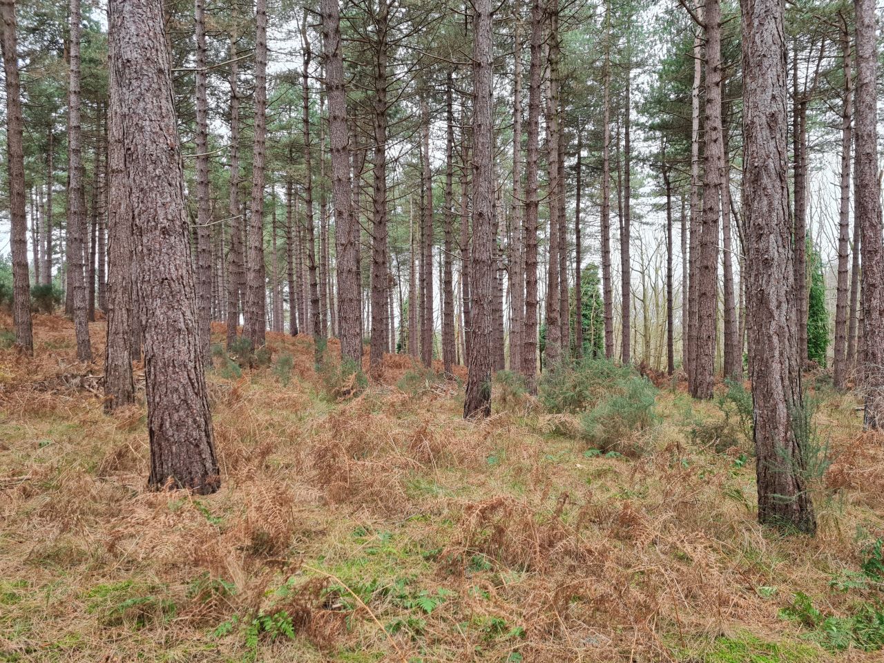 2025-01-01 01 Dunwich and Potton Hall.jpg