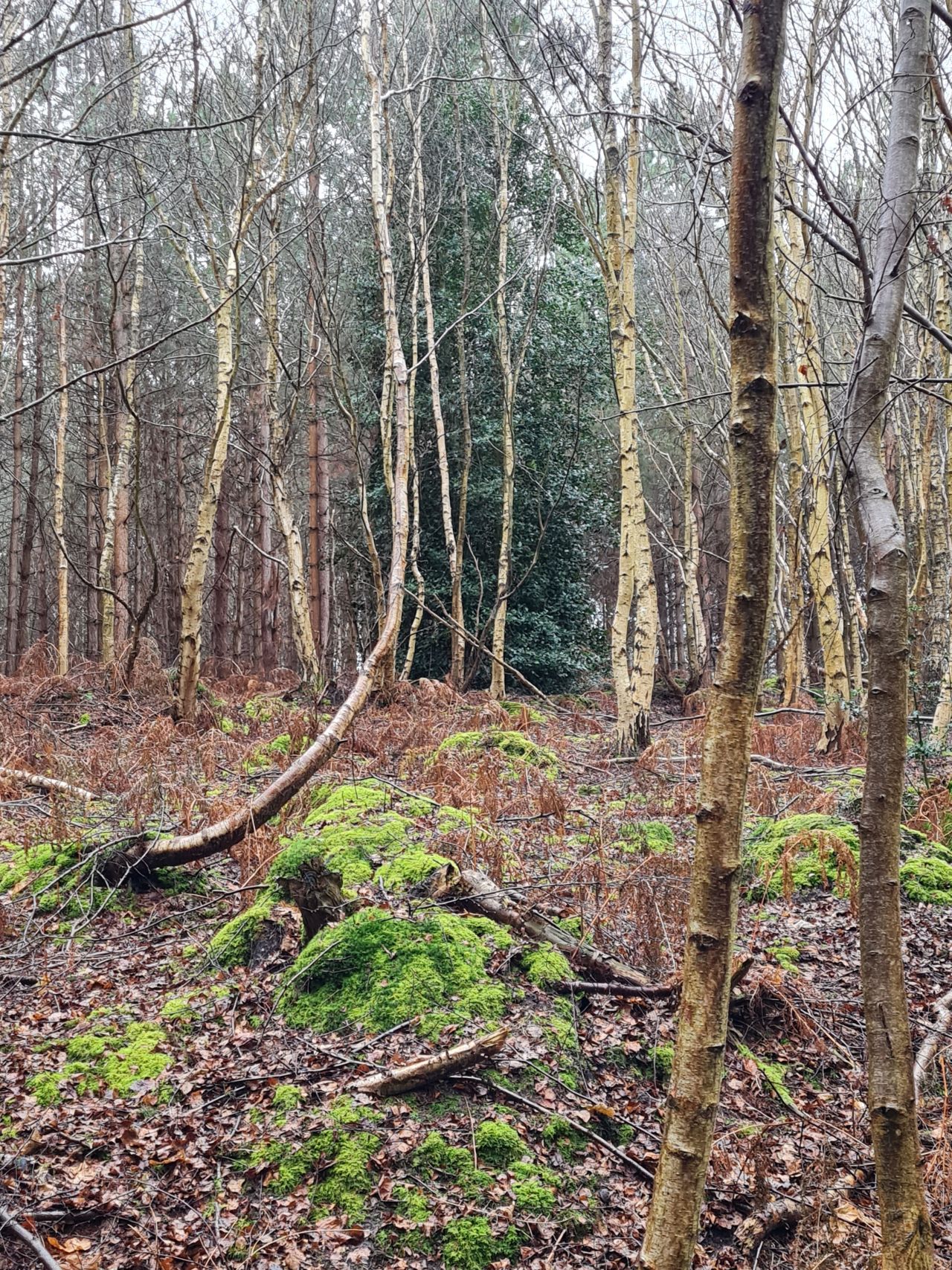 2025-01-01 07 Dunwich and Potton Hall.jpg