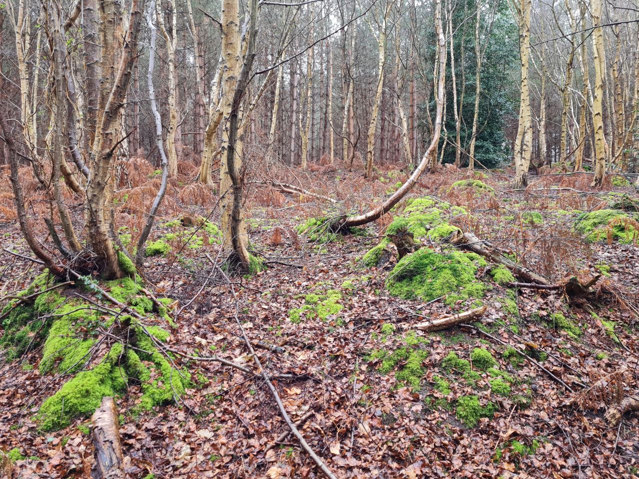 2025-01-01 08 Dunwich and Potton Hall.jpg