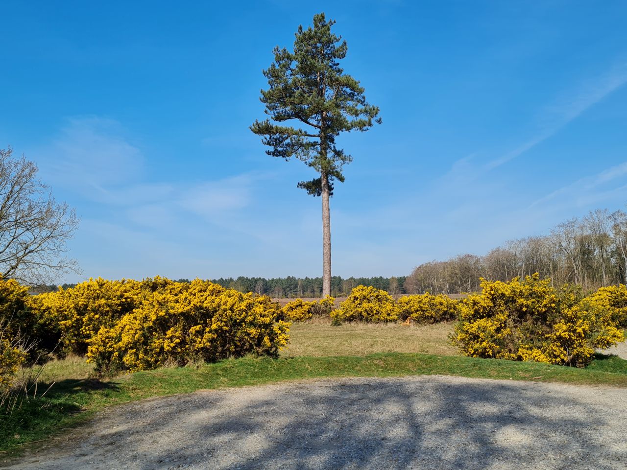 2025-04-11 03 Dunwich Fredericks Mount.jpg